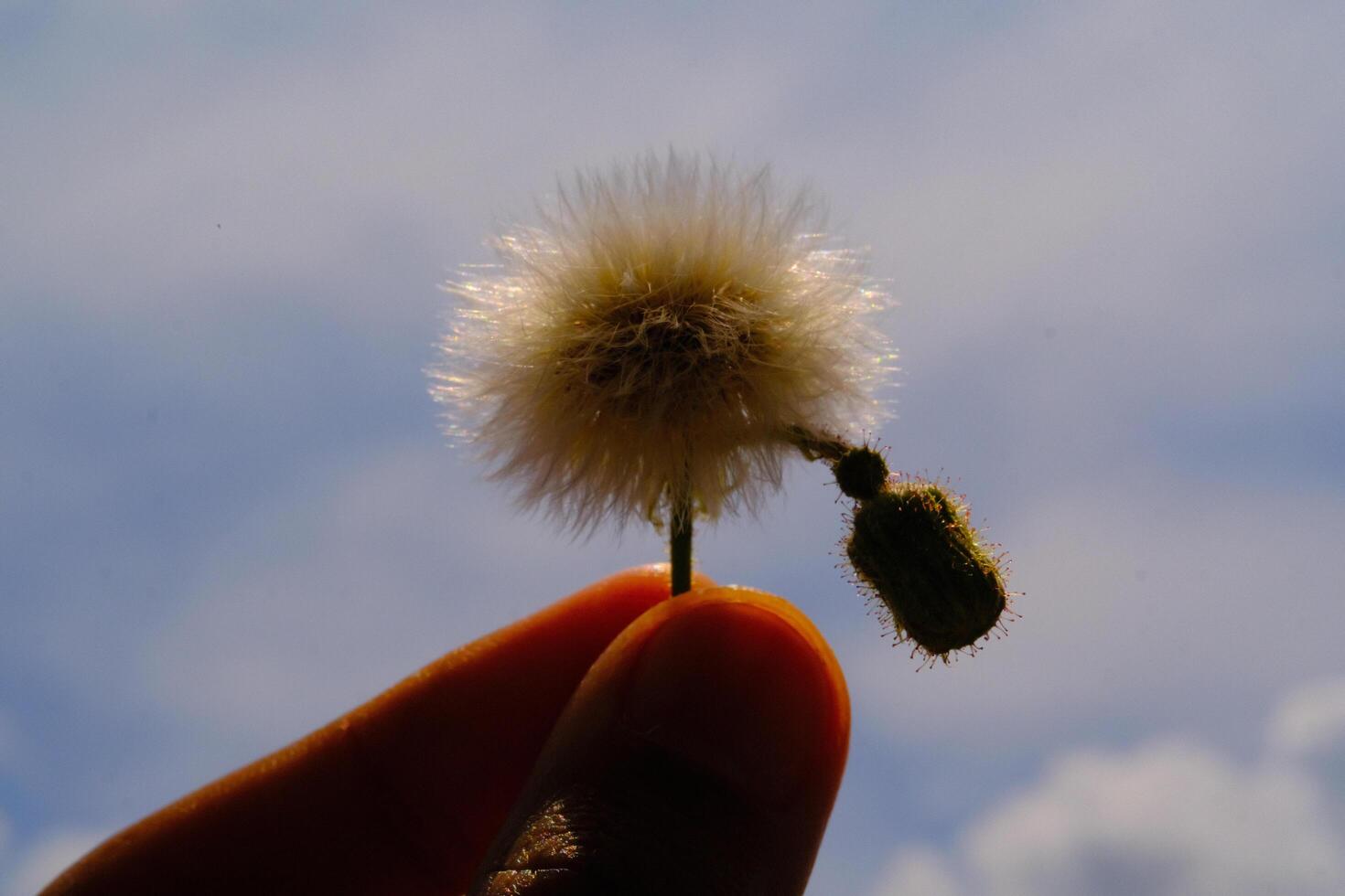 Macro Photography. Plant closeup. Photo of Cutting Dandelions flowers. Close up photo of dandelion flowers with sky background. Bandung - Indonesia, Asia