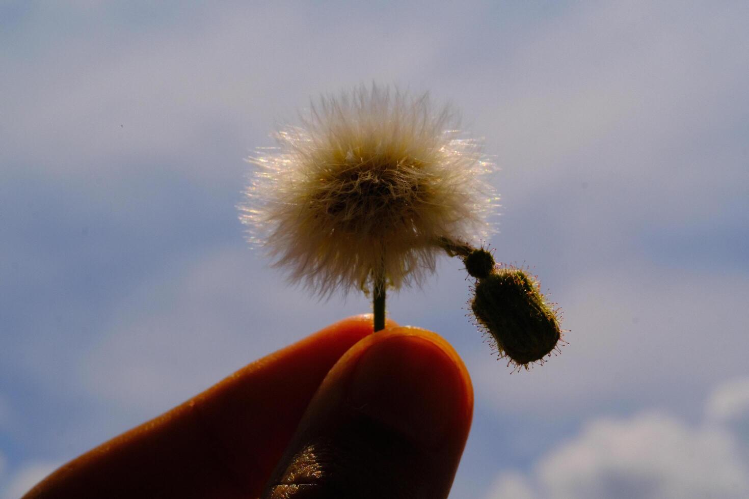 macro fotografía. planta de cerca. foto de corte diente de león flores cerca arriba foto de diente de león flores con cielo antecedentes. Bandung - Indonesia, Asia