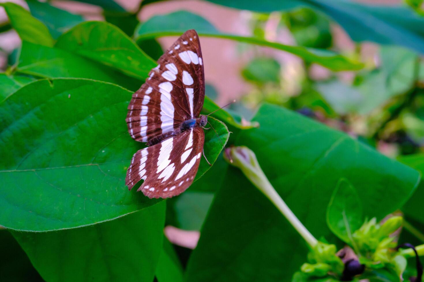 Animal Photography. Animal Closeup. Macro Photo of black and white patterned butterfly or Neptis Hylas, Perched on a green leaf. Bandung - Indonesia, Asia