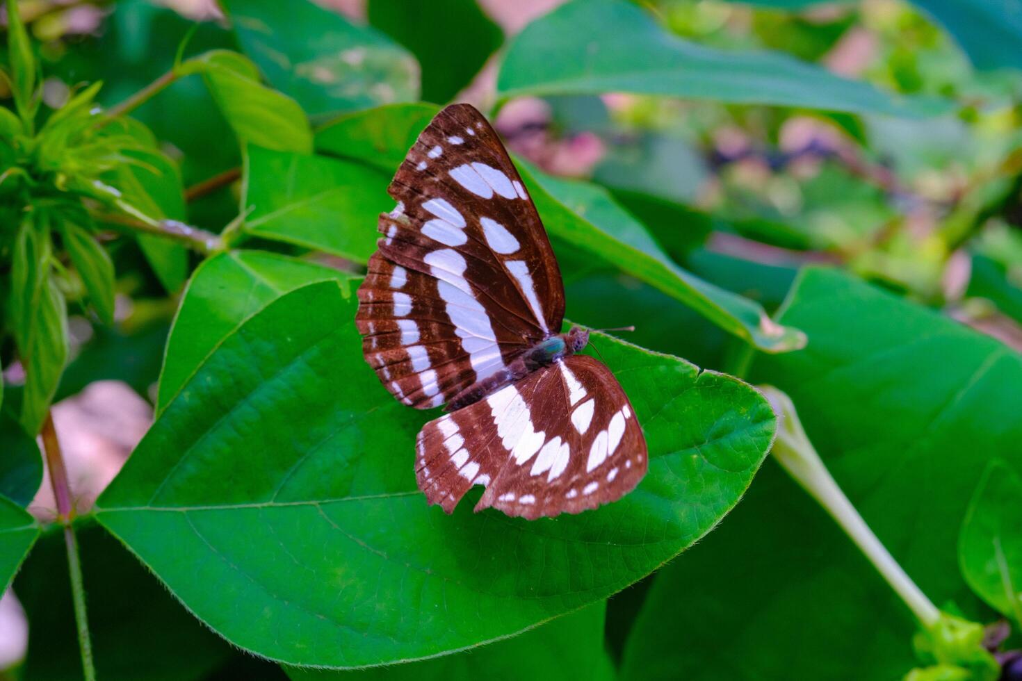 Animal Photography. Animal Closeup. Macro Photo of black and white patterned butterfly or Neptis Hylas, Perched on a green leaf. Bandung - Indonesia, Asia