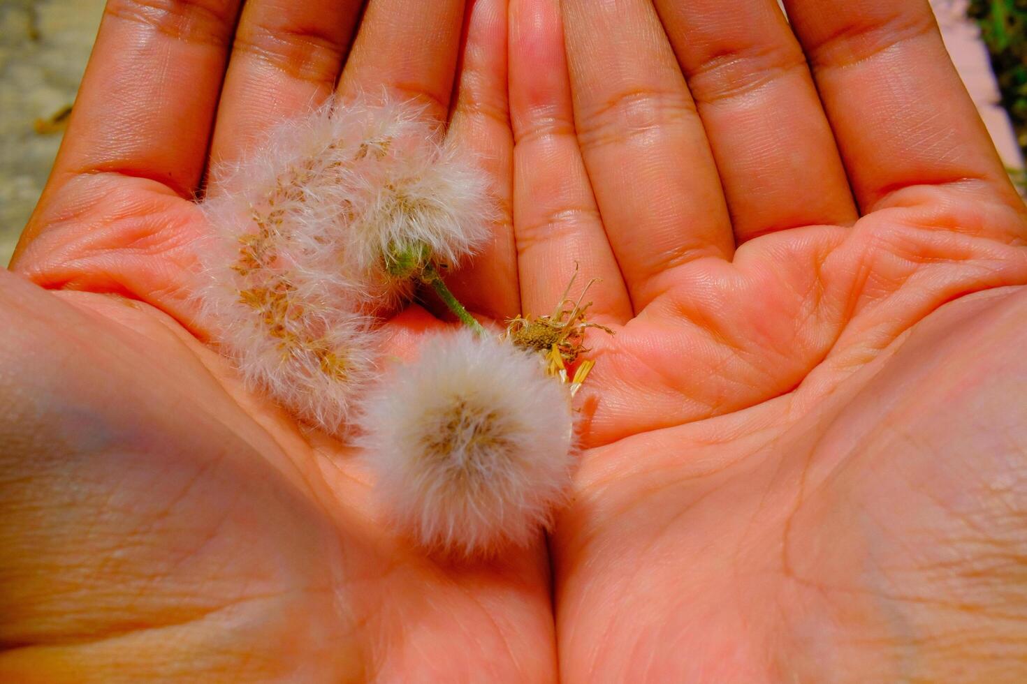 Macro Photography. Plant closeup. Photo of Dandelions flowers on the palm of the hand. Close up photo of dandelion flowers. Bandung - Indonesia, Asia