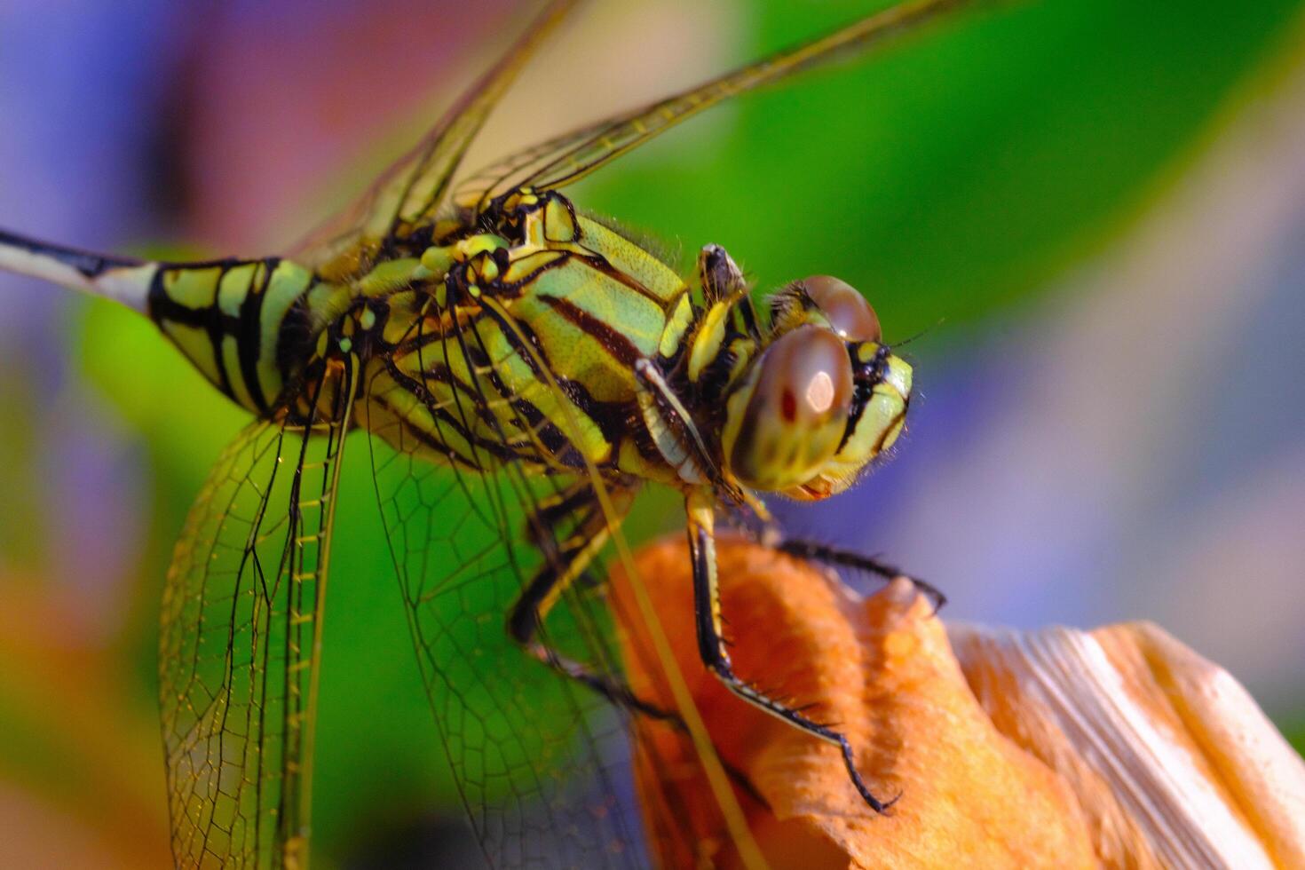 Macrophotography. Animal Closeup. Macro photo of a green dragonfly. A green dragonfly is sitting on a dry leaf. Bandung, Indonesia