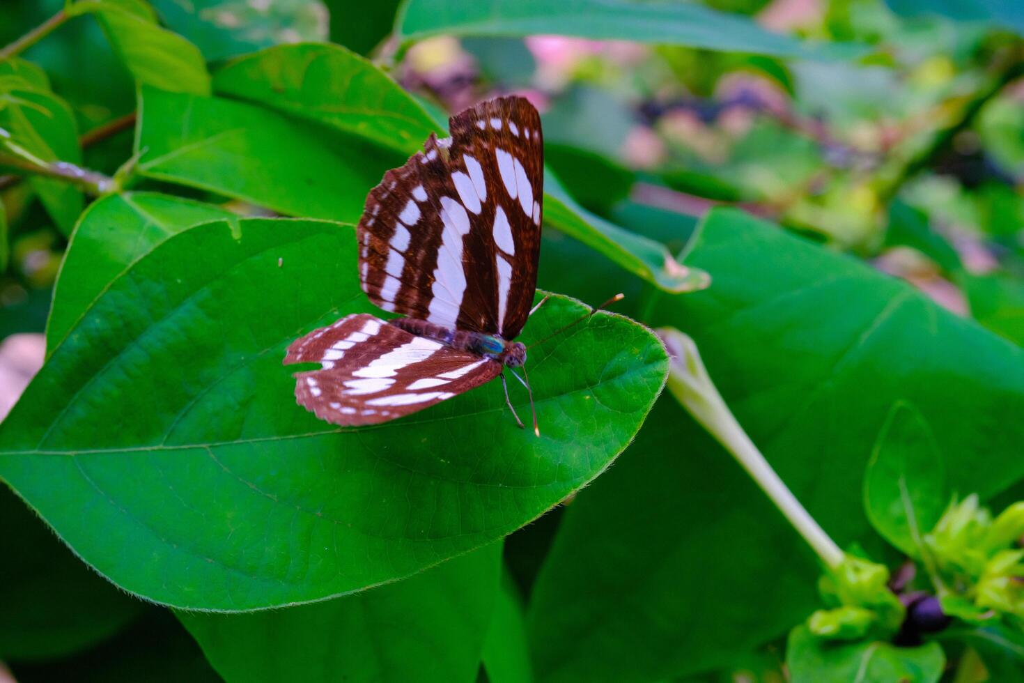 Animal Photography. Animal Closeup. Macro Photo of black and white patterned butterfly or Neptis Hylas, Perched on a green leaf. Bandung - Indonesia, Asia