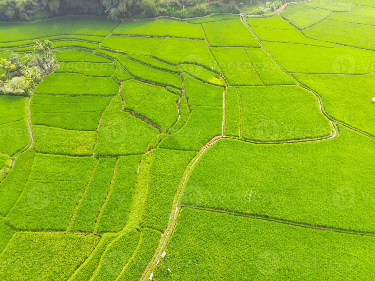 Amazing landscape of terraced rice field. Top view from drone of green rice terrace field with shape and pattern at Cikancung, Indonesia. Shot from a drone flying 200 meters high. photo