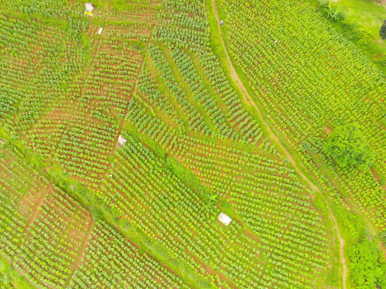 View of local Farm at the top of the hill. Aerial view of rice fields and plantations in Cicalengka, Bandung - Indonesia. Above. Agriculture Industry. Shot in drone flying 100 meters photo
