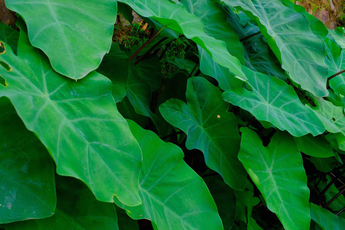 Background Photography. Textured Background. Macro photo of broad-leaved green taro plants. Green taro plants grow wild in the gutter drains. Bandung, Indonesia