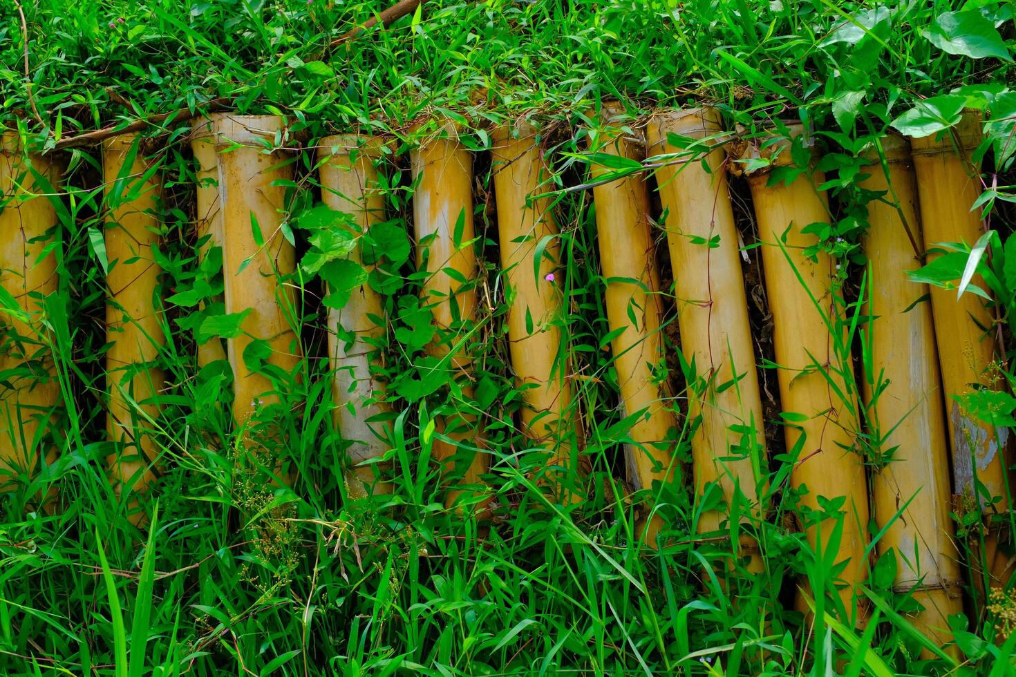 Background Photography. Textured Background. Close up of bamboo ditch with vines. Several pieces of bamboo are arranged as a trench. Shot in macro lens. Bandung, Indonesia photo