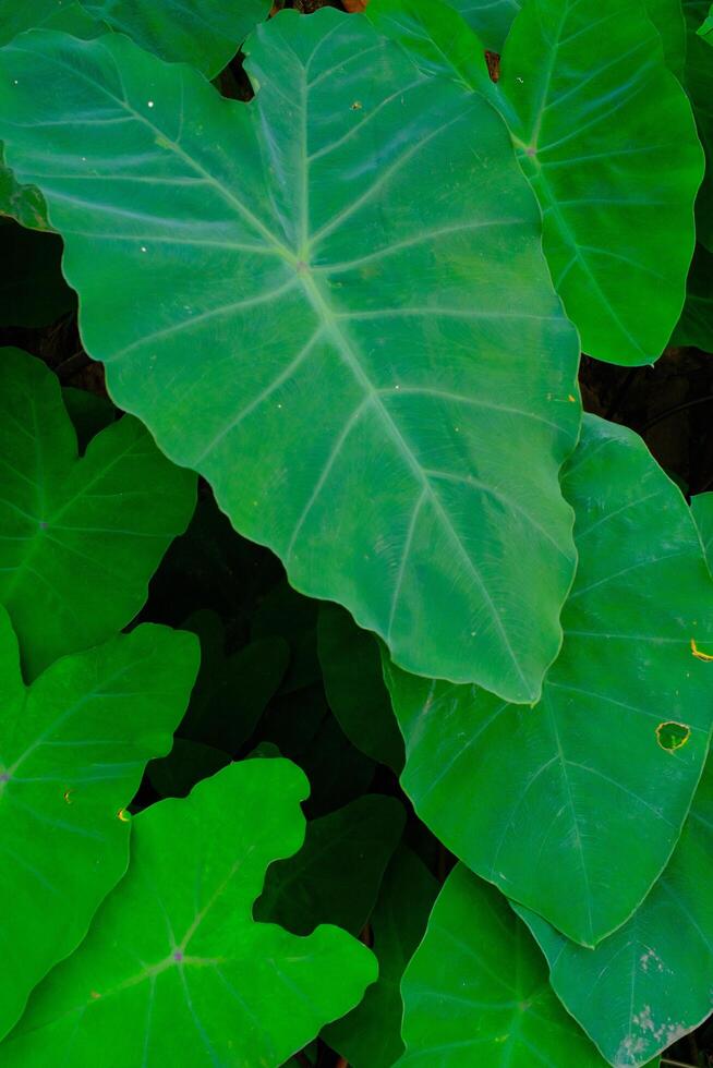 Background Photography. Textured Background. Macro photo of broad-leaved green taro plants. Green taro plants grow wild in the gutter drains. Bandung, Indonesia