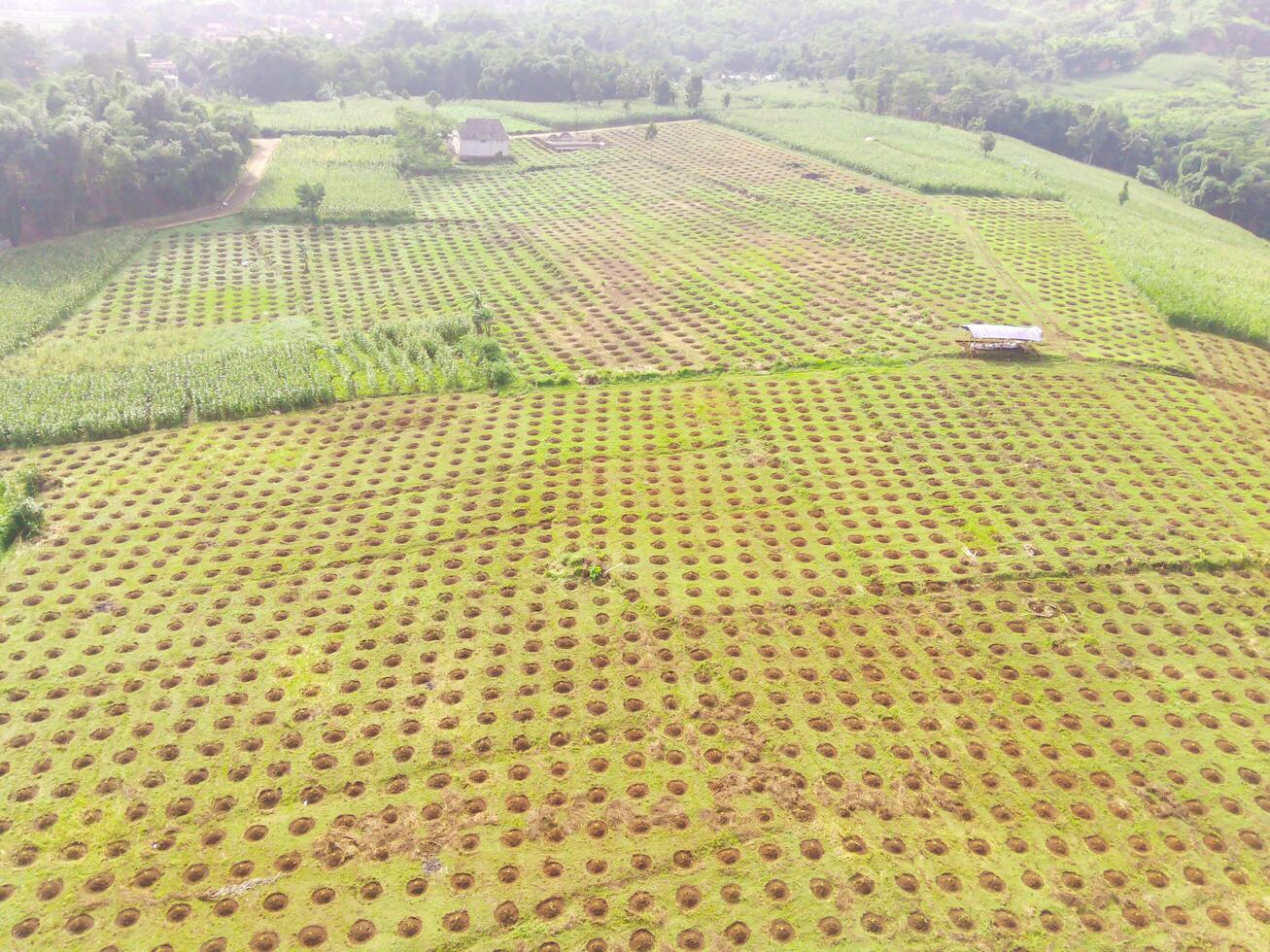 Aerial view of corn fields Bandung city, Indonesia. Landscape of a newly planted corn field. Agricultural Field. Above. Agricultural Industry. Shot from a drone flying 100 meters photo