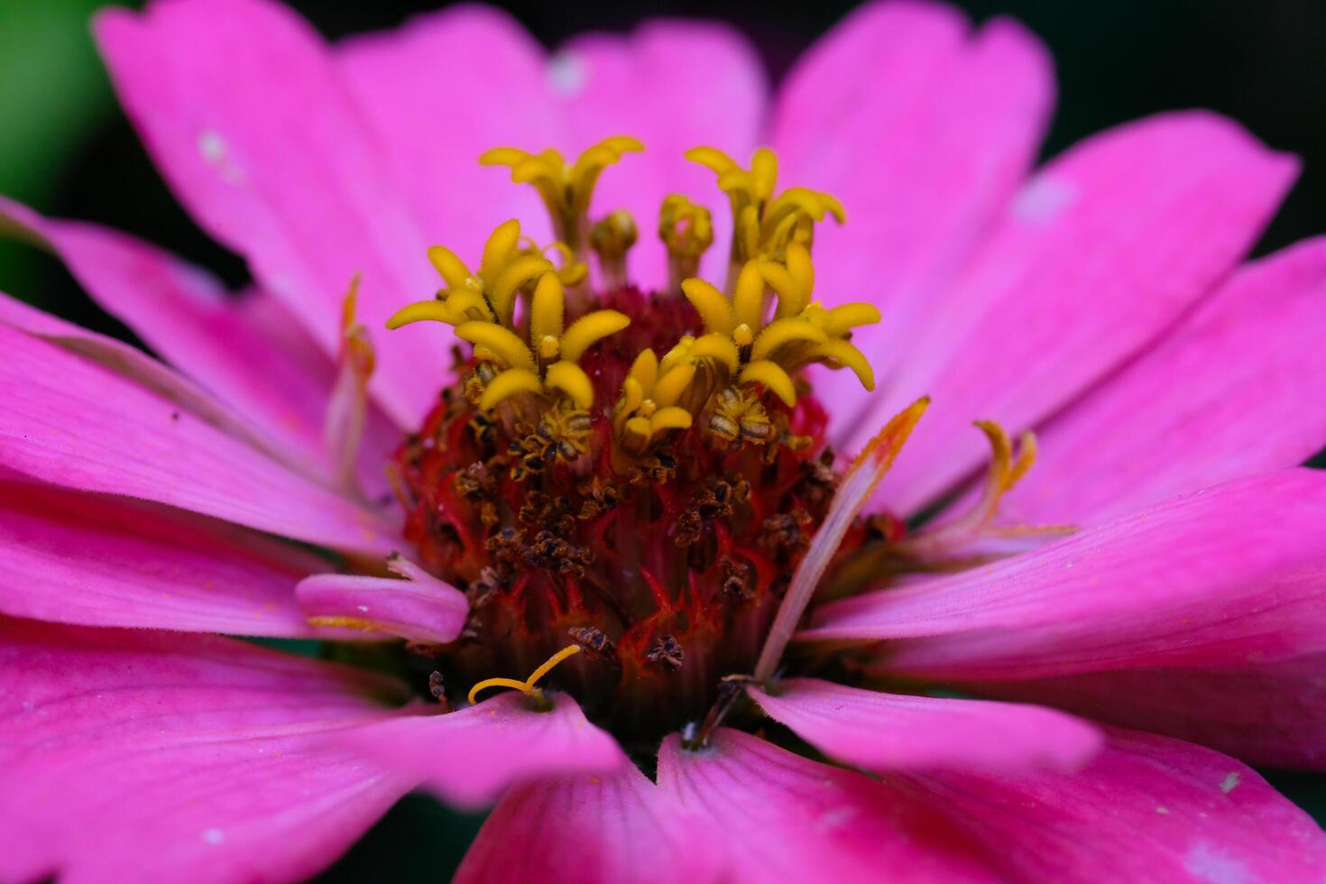 Macrophotography. Plant Closeup. Close-up shot of the pistil and stamens of a Zinnia elegans or Zinnia Violacea flower. Beautiful zinnia flowers are pink with yellow pistils. Shot in Macro lens photo