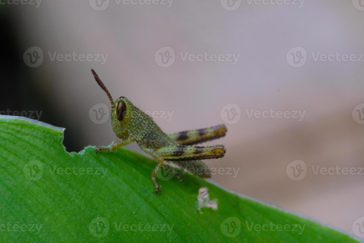 Macrophotography. Animal Photography. Closeup photo of baby grasshopper perched on leaf tip. Baby Javanese Grasshopper or Valanga Nigricornis. Shot in Macro Lens