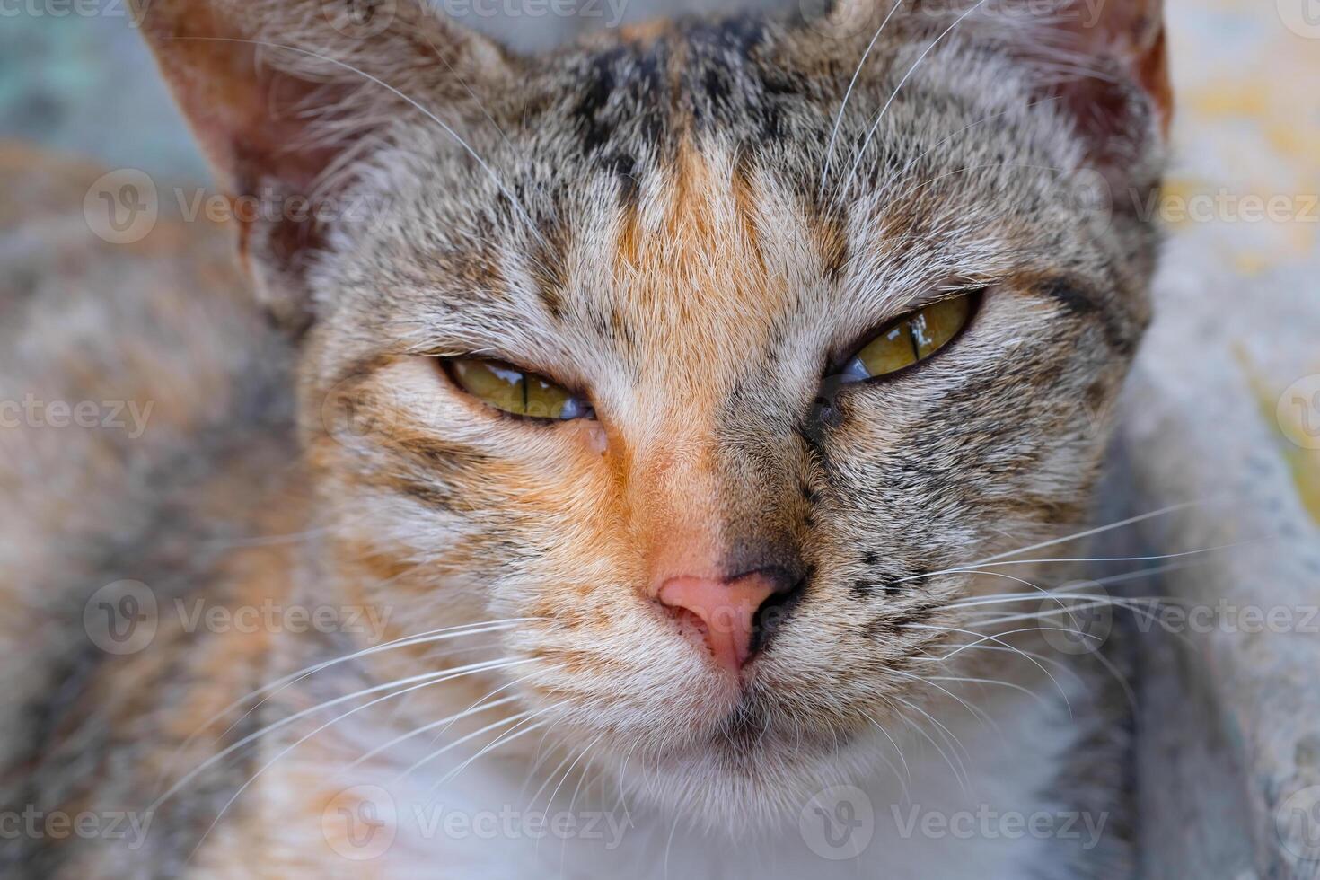 de cerca Disparo de soñoliento a rayas gato. un a rayas gato cuyo ojos son bizco como Si es somnoliento. animal fotografía. mascota gato. selectivo enfocar. macrofotografía. Disparo en macro lente foto