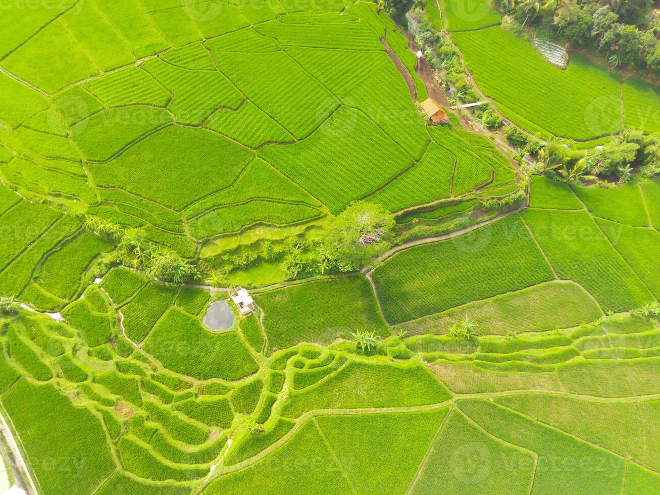 Amazing landscape of terraced rice field. Top view from drone of green rice terrace field with shape and pattern at Cikancung, Indonesia. Shot from a drone flying 200 meters high. photo