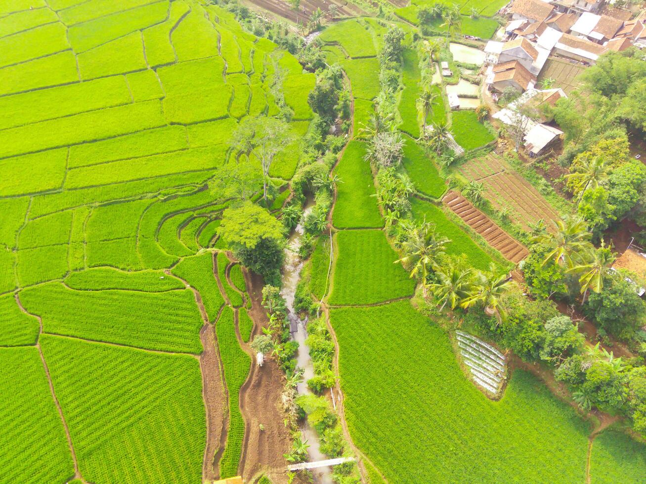 Aerial view of agriculture in rice fields for cultivation in West Java Province, Indonesia. Natural the texture for background. Shot from a drone flying 200 meters high. photo