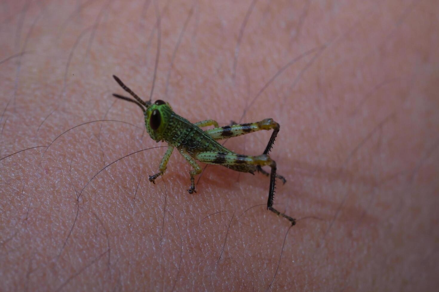 Macrophotography. Animal Photography. Closeup photo of baby Javanese grasshopper perched on hairy skin surface. Baby Javanese Grasshopper or Valanga Nigricornis. Shot in Macro Lens