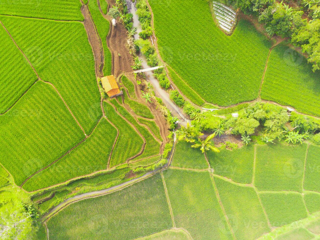 Amazing landscape of terraced rice field. Top view from drone of green rice terrace field with shape and pattern at Cikancung, Indonesia. Shot from a drone flying 200 meters high. photo