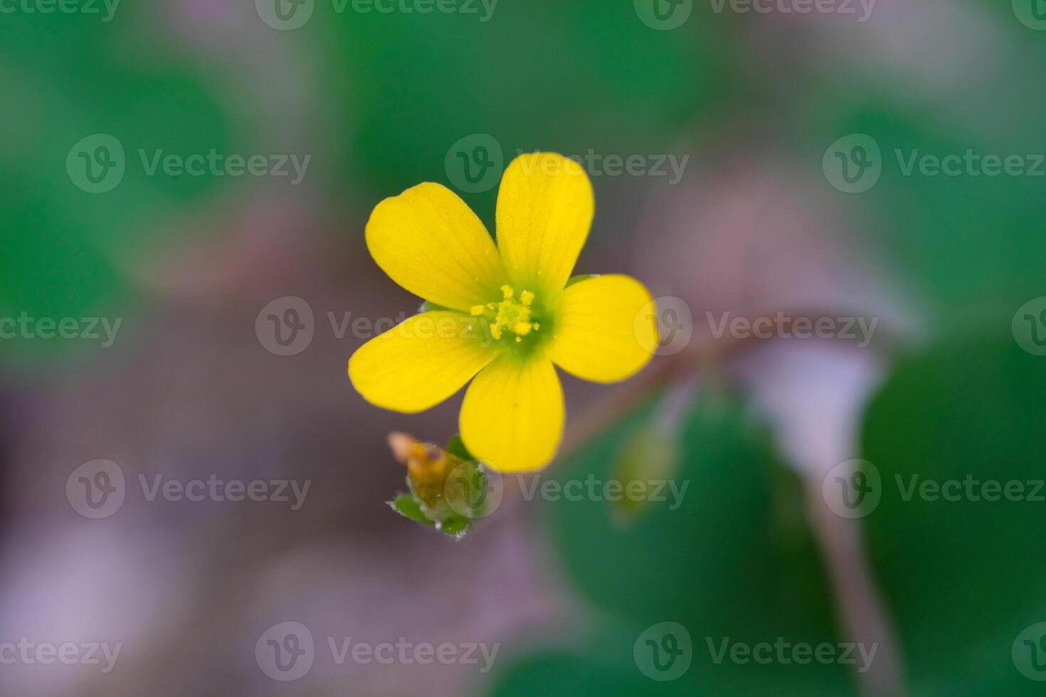 Closeup shot of Oxalis Corniculata Flower Buds. Beautiful yellow Oxalis Corniculata growing in the yard. Macrophotography. Shot in Macro lens photo