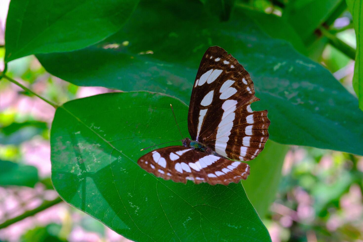 Animal Photography. Animal Closeup. Macro Photo of black and white patterned butterfly or Neptis Hylas, Perched on a green leaf. Bandung - Indonesia, Asia