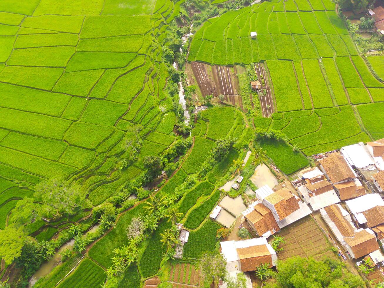 aéreo ver de agricultura en arroz campos para cultivo en Oeste Java provincia, Indonesia. natural el textura para antecedentes. Disparo desde un zumbido volador 200 metros alto. foto