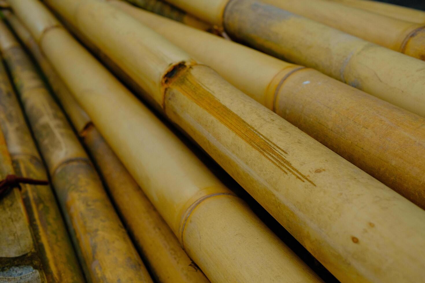 Background Photography. Textured Background. A pile of bunches of old yellow bamboo. Old bamboo is collected on the side of the road for building construction. Bandung, Indonesia photo