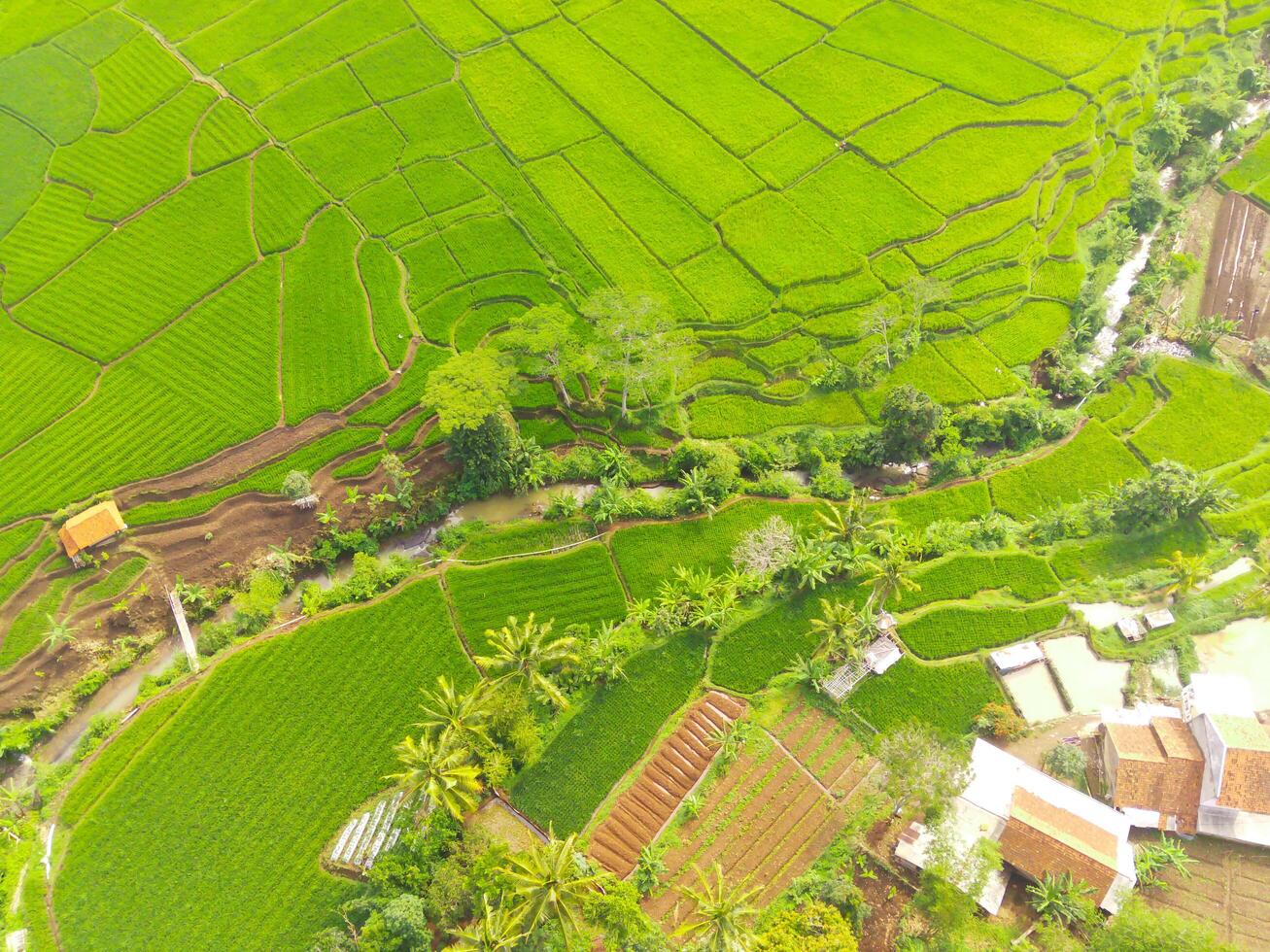 Aerial view of agriculture in rice fields for cultivation in West Java Province, Indonesia. Natural the texture for background. Shot from a drone flying 200 meters high. photo