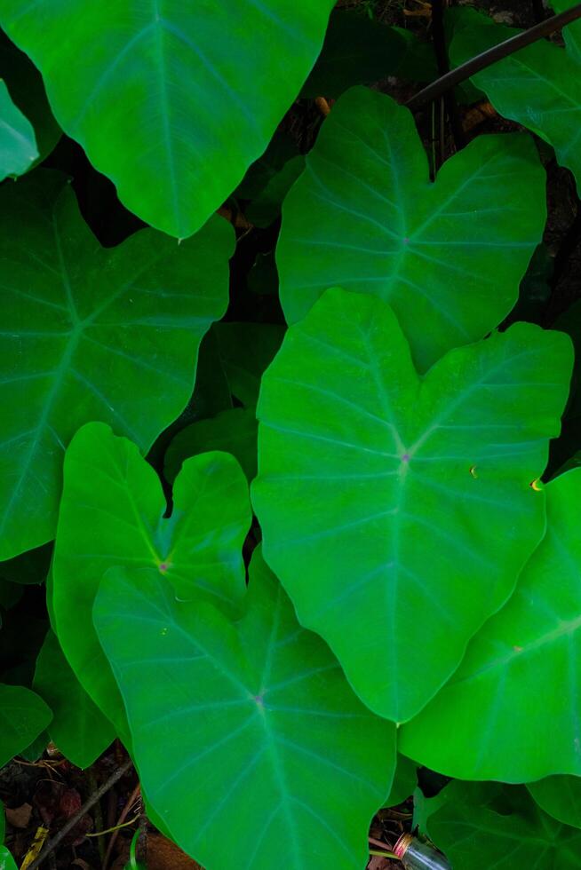 Background Photography. Textured Background. Macro photo of broad-leaved green taro plants. Green taro plants grow wild in the gutter drains. Bandung, Indonesia