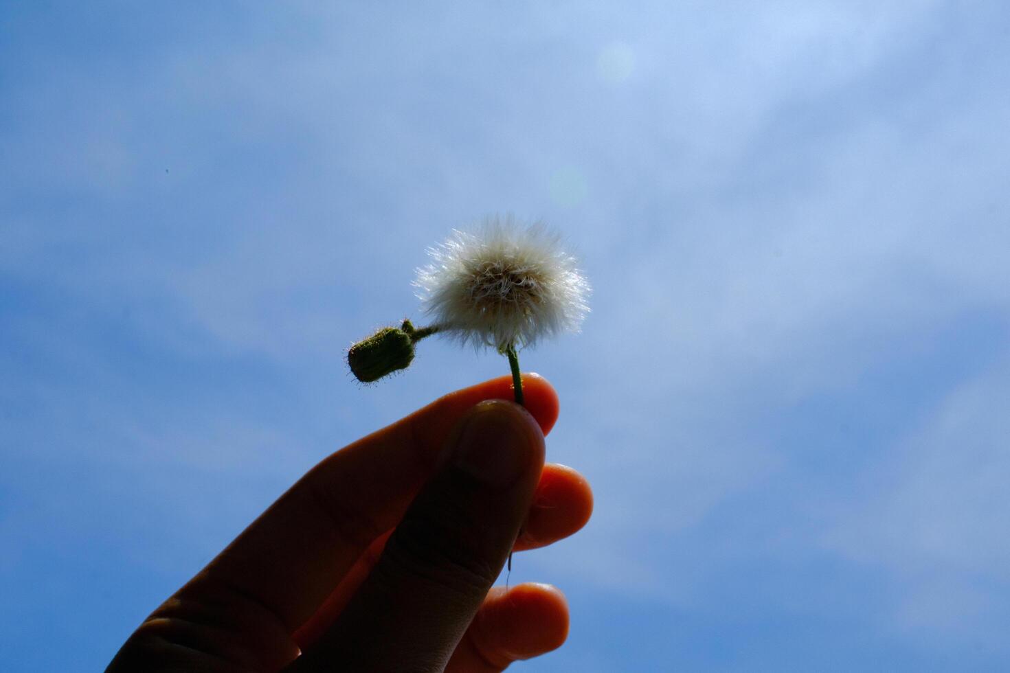 Macro Photography. Plant closeup. Photo of Cutting Dandelions flowers. Close up photo of dandelion flowers with sky background. Bandung - Indonesia, Asia