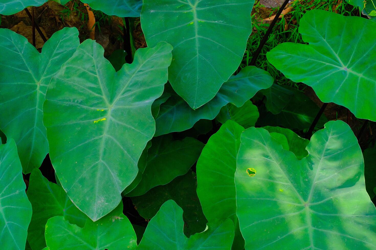 Background Photography. Textured Background. Macro photo of broad-leaved green taro plants. Green taro plants grow wild in the gutter drains. Bandung, Indonesia