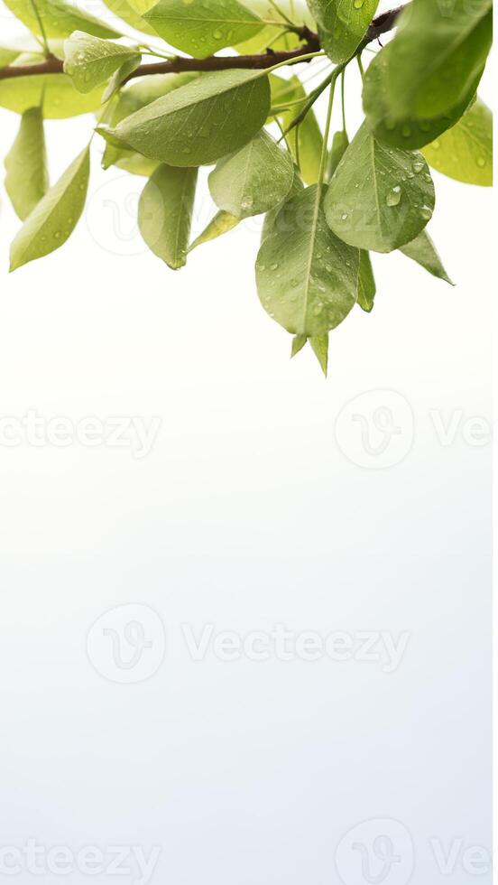 potrait background in green color photo