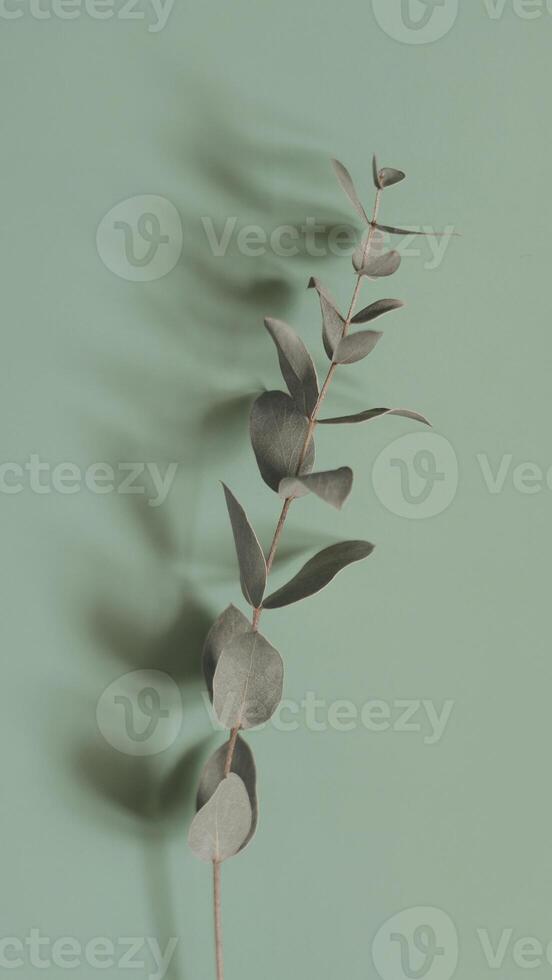 potrait background in green color photo