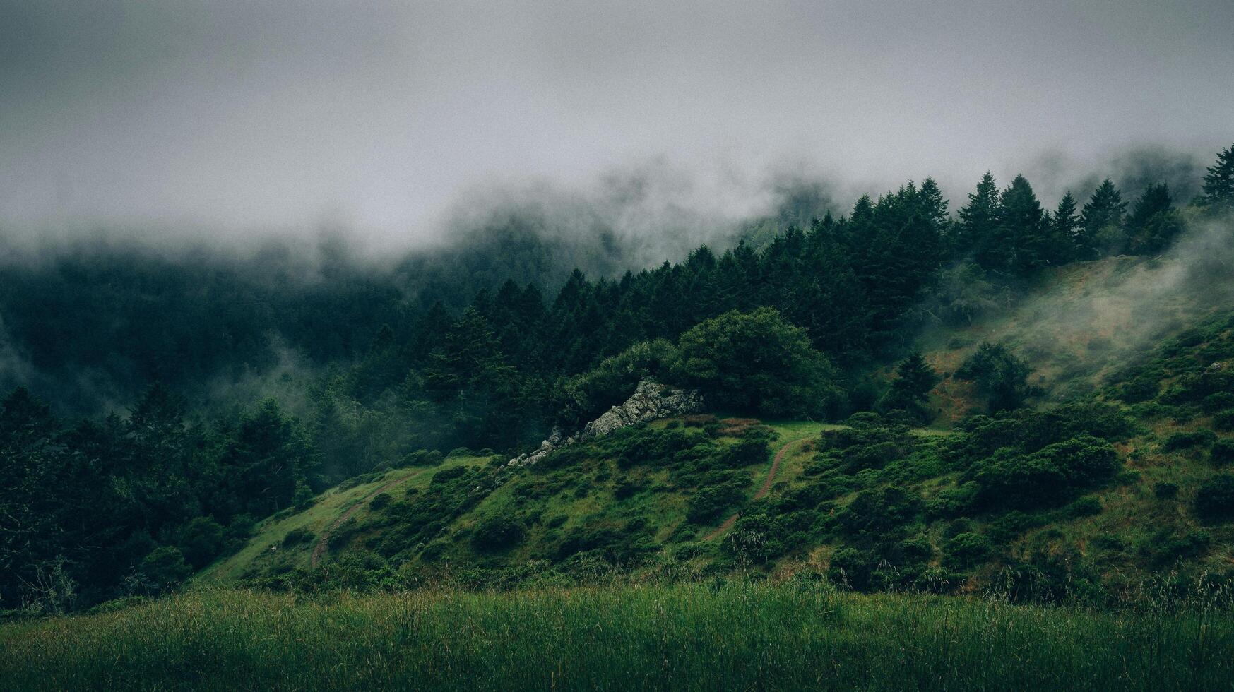a forest with fog in the background photo