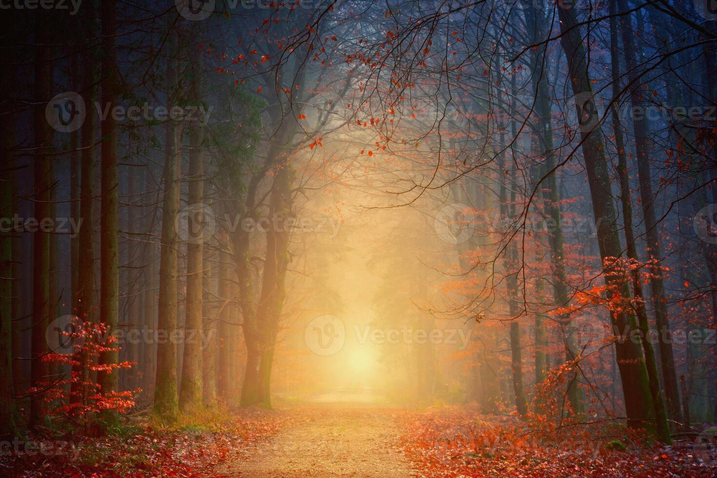 a path in the woods with a light on the ground. photo