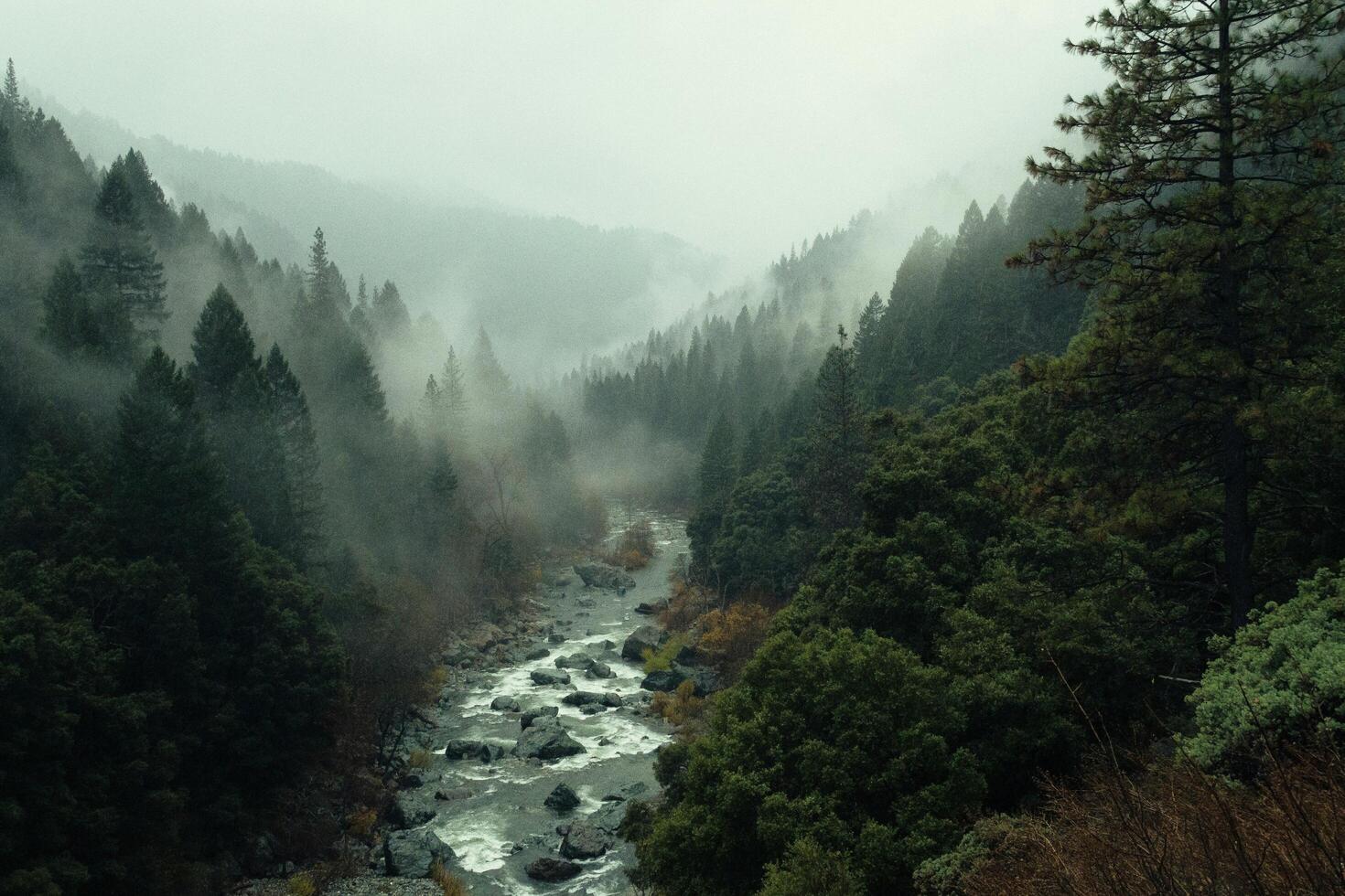 a river runs through a forest with trees and fog. photo