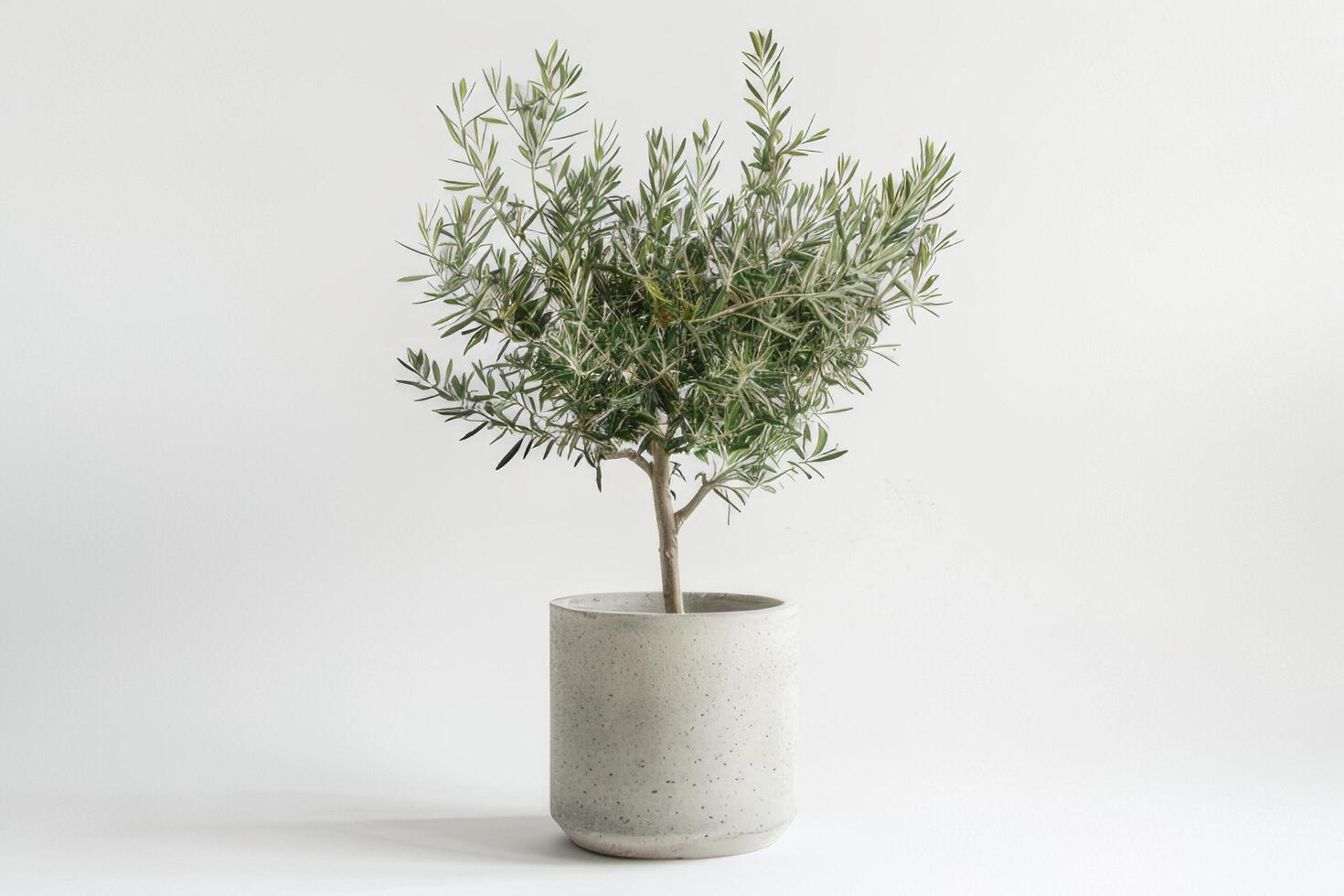 Tall, slender olive trees planted in stylish concrete pots. photo