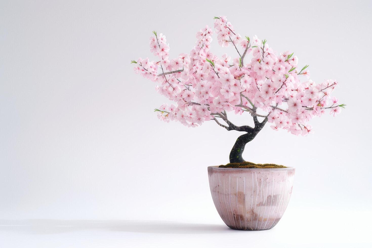 Cherry blossom tree in an elegant ceramic pot photo