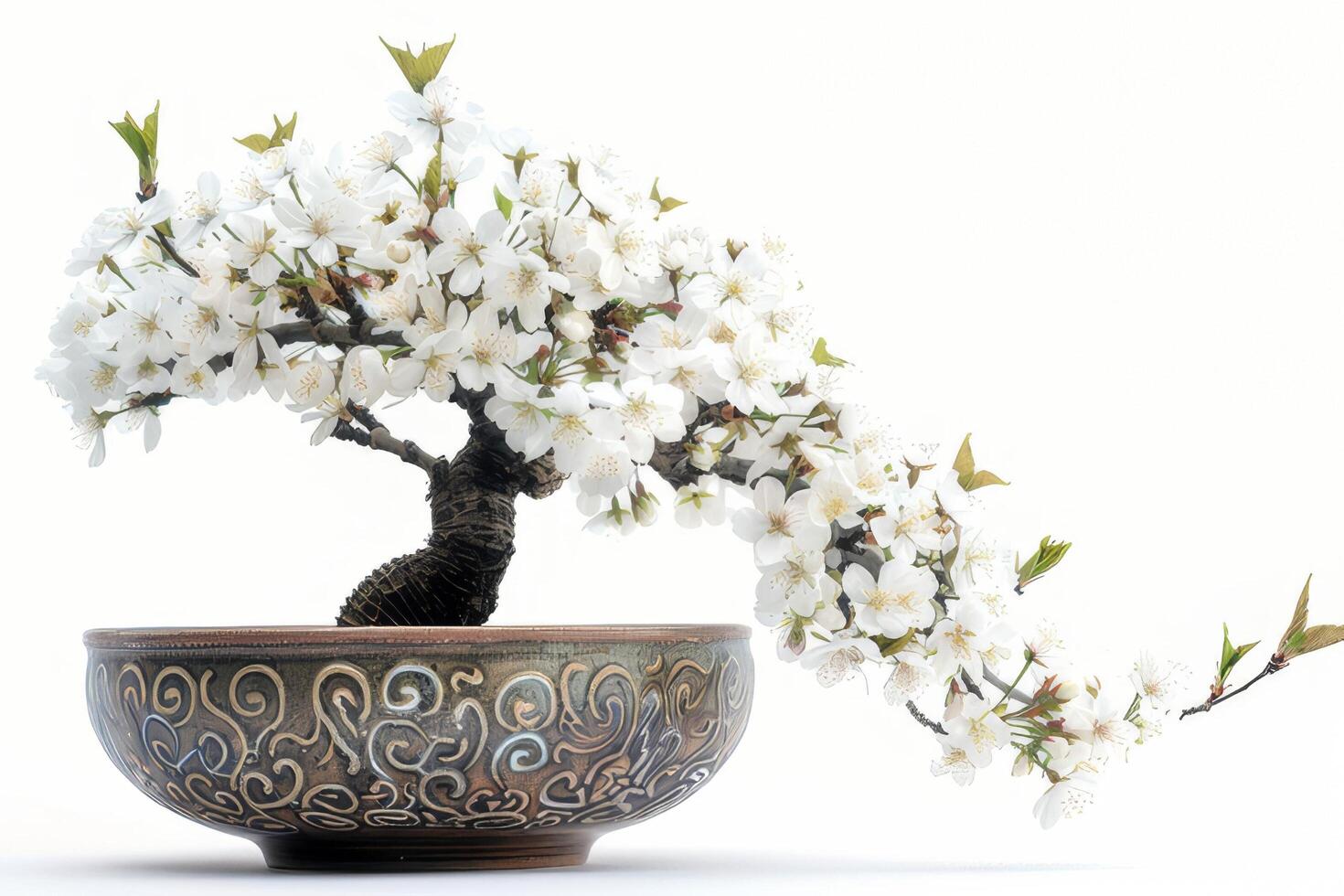 Cereza florecer arboles en lleno floración son plantado en florido cerámico ollas. foto