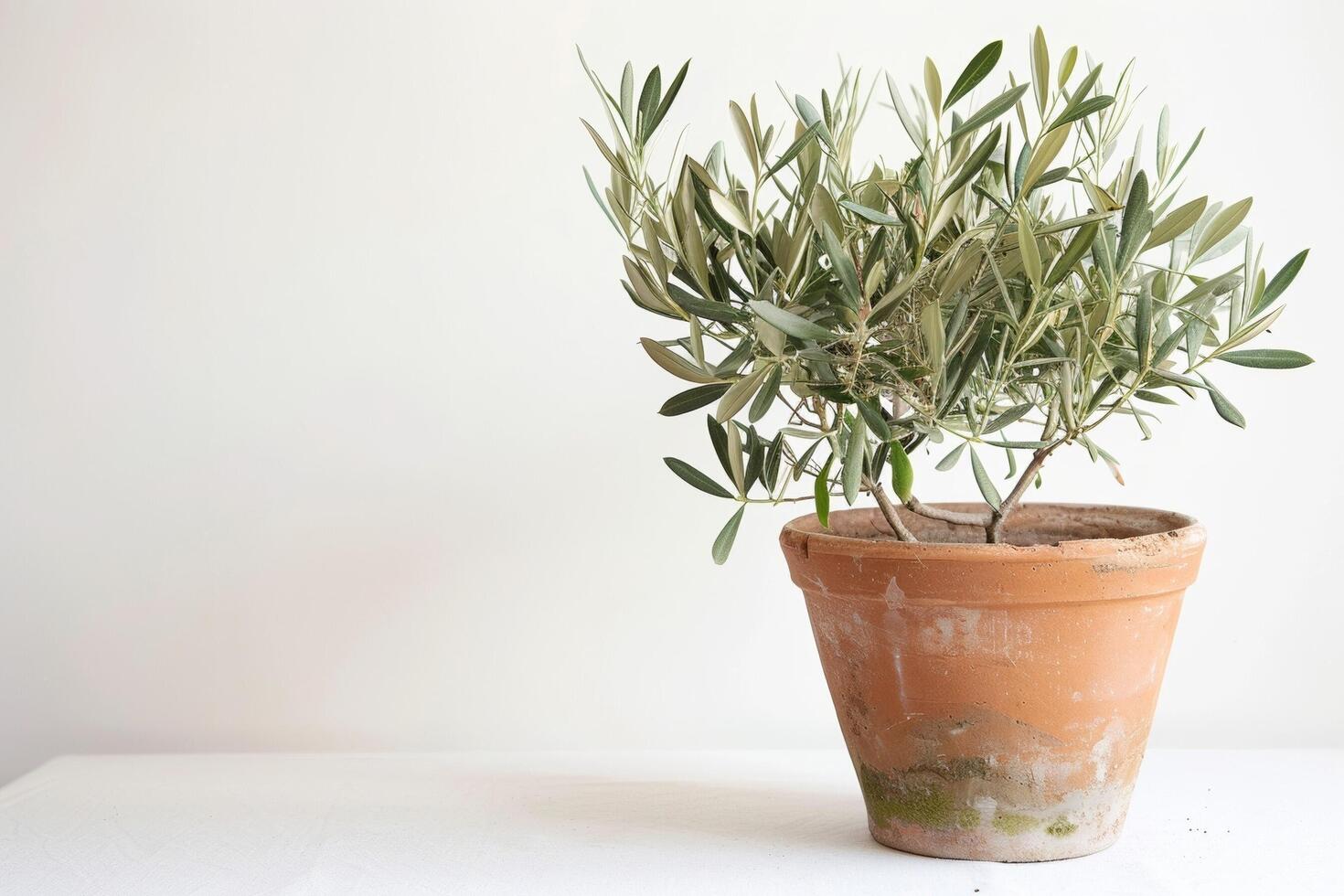 small potted olive tree photo