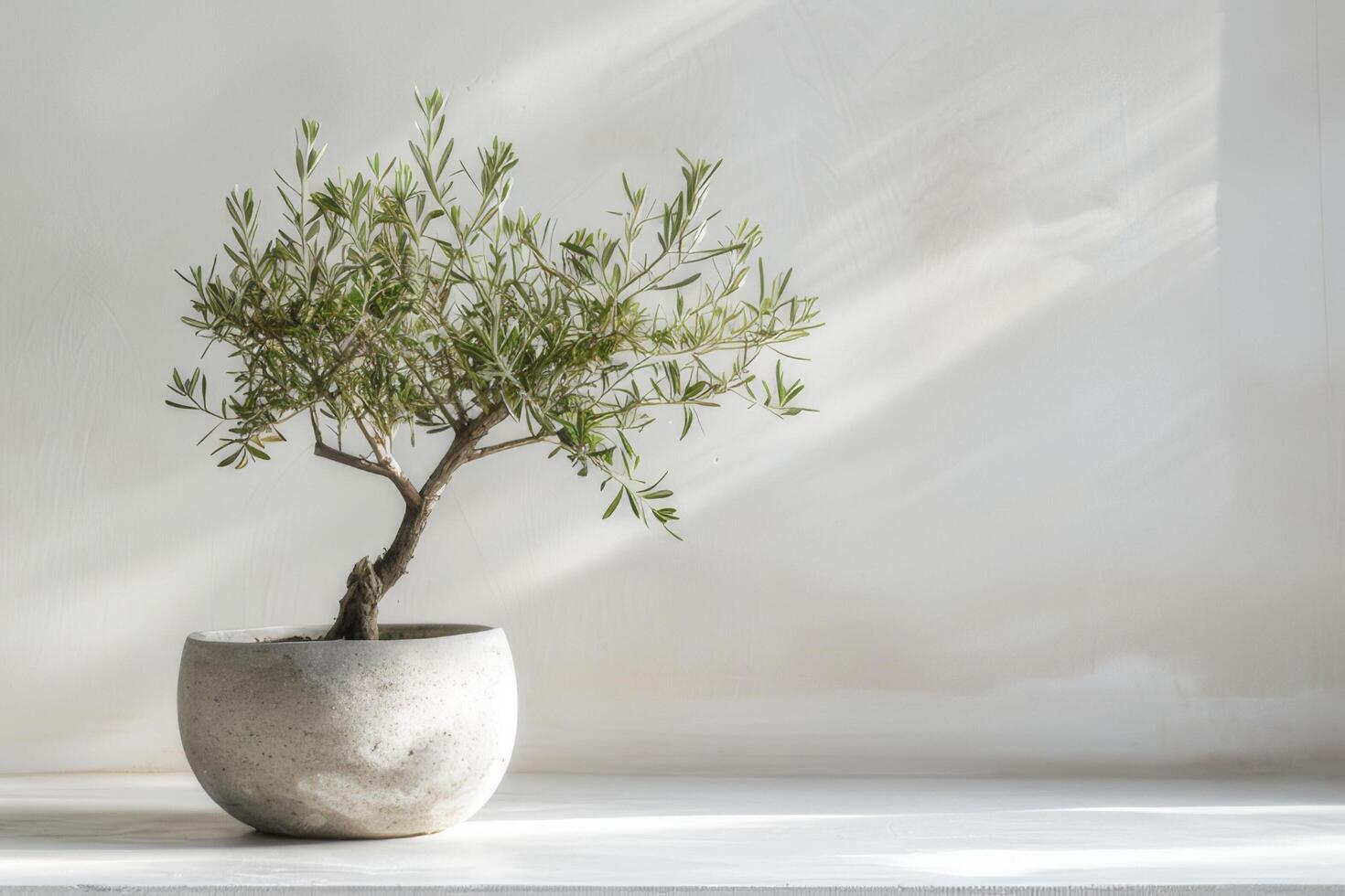 Small olive tree in a chic pot photo