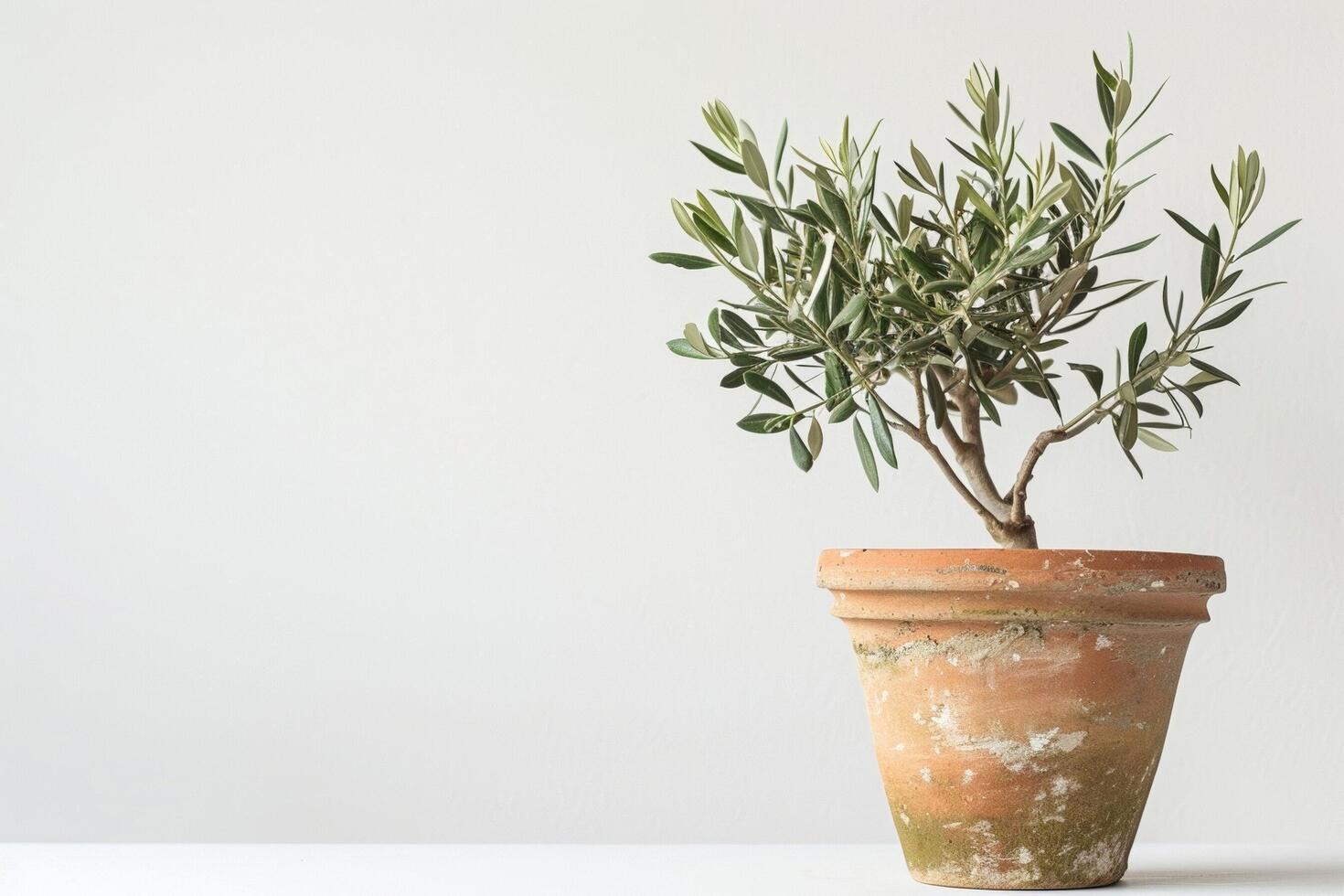 small potted olive tree photo