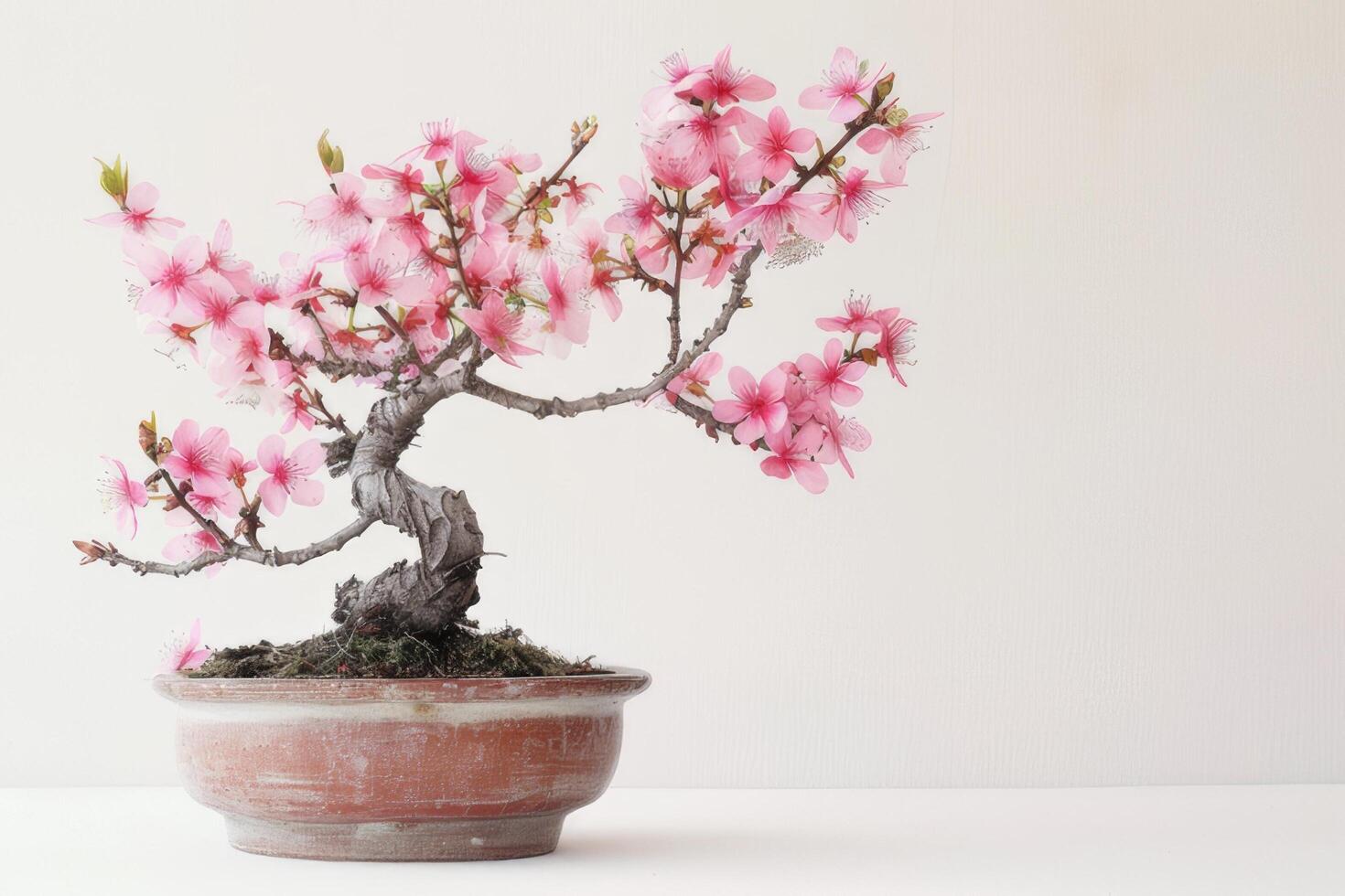 Mini cherry tree in a decorative pot It has delicate pink flowers. photo