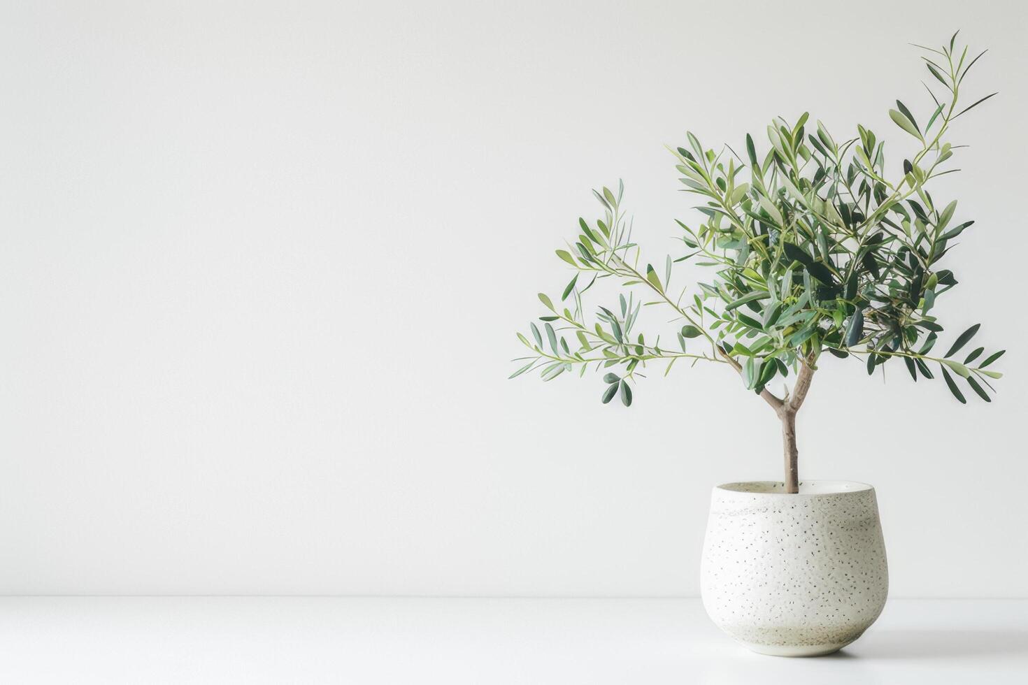 Small olive tree in a chic pot photo