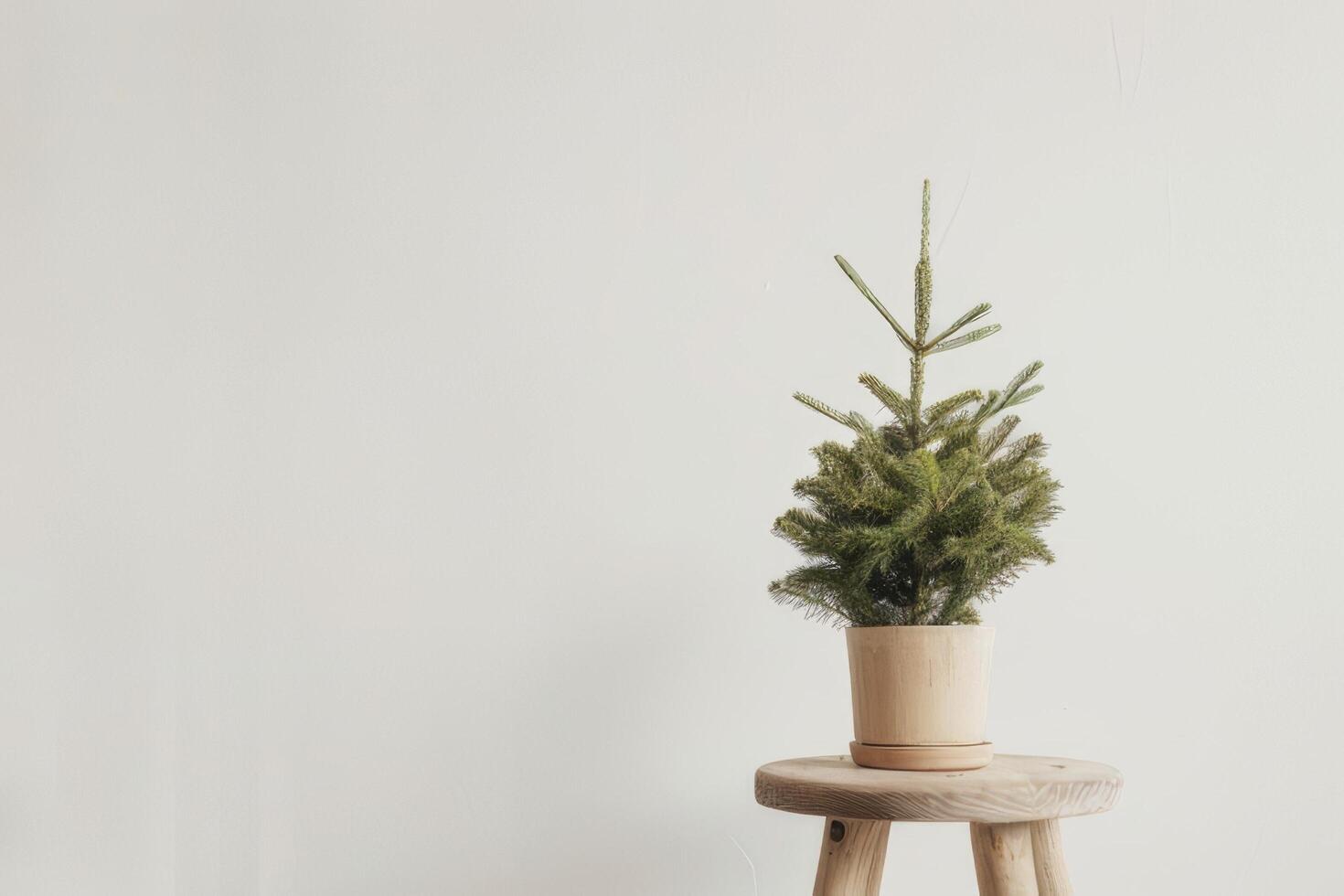 Lush plants in small pots displayed on minimalist wooden chairs. photo