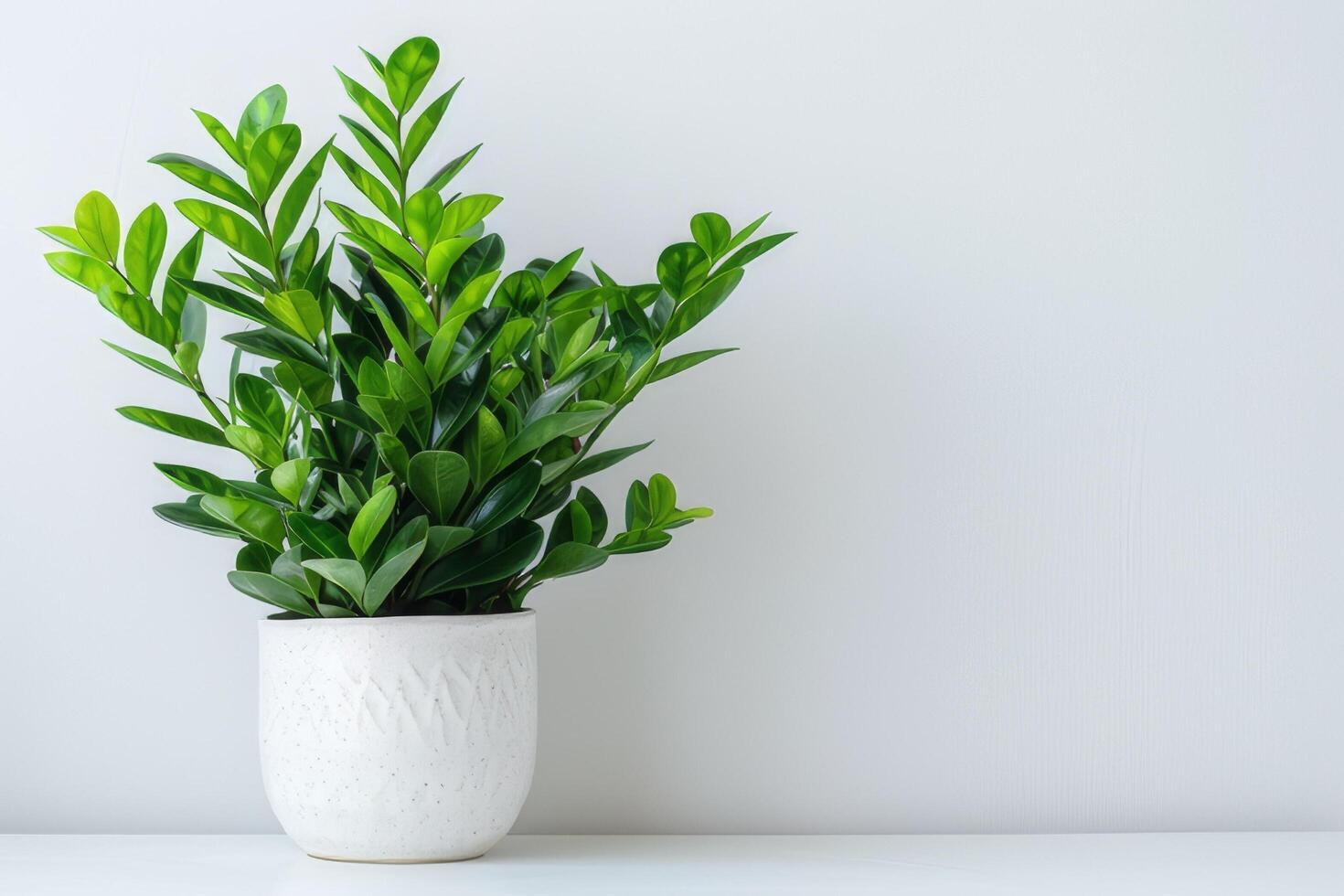 Green Zamioculcas plants displayed in white ceramic pots on a white background. photo