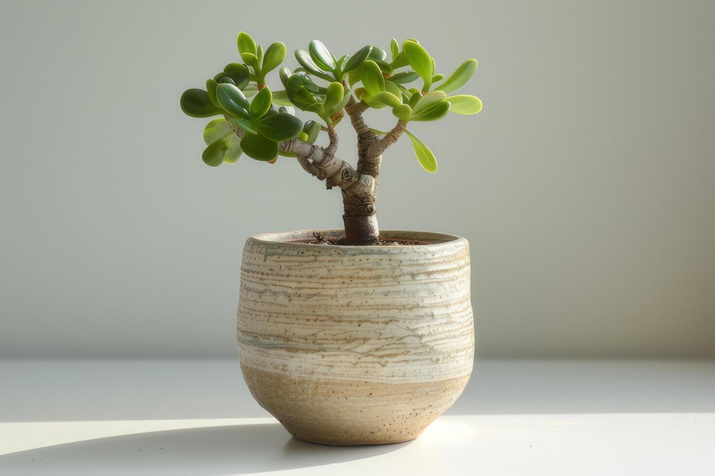 A miniature jade plant elegantly positioned in a ceramic pot on a white background. photo