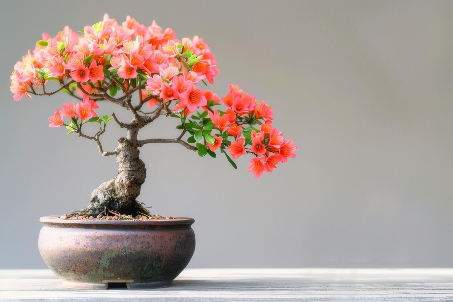 Its lively flowers stand out against the simplicity of the white background. photo