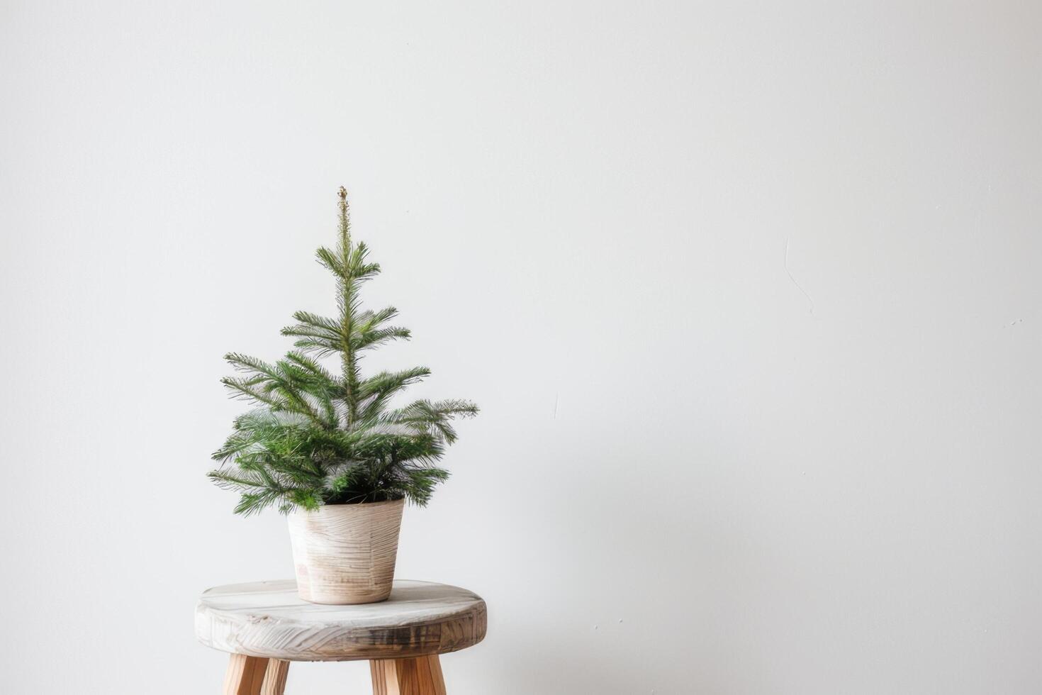 Lush plants in small pots displayed on minimalist wooden chairs. photo