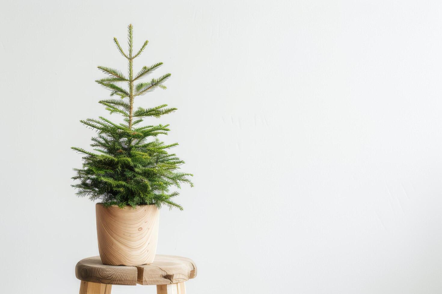 Lush plants in small pots displayed on minimalist wooden chairs. photo