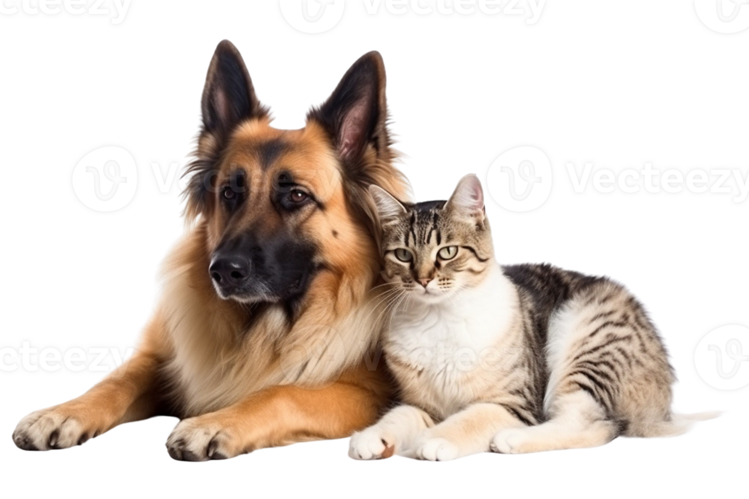 Cat and dog sleeping together on Transparent Background png