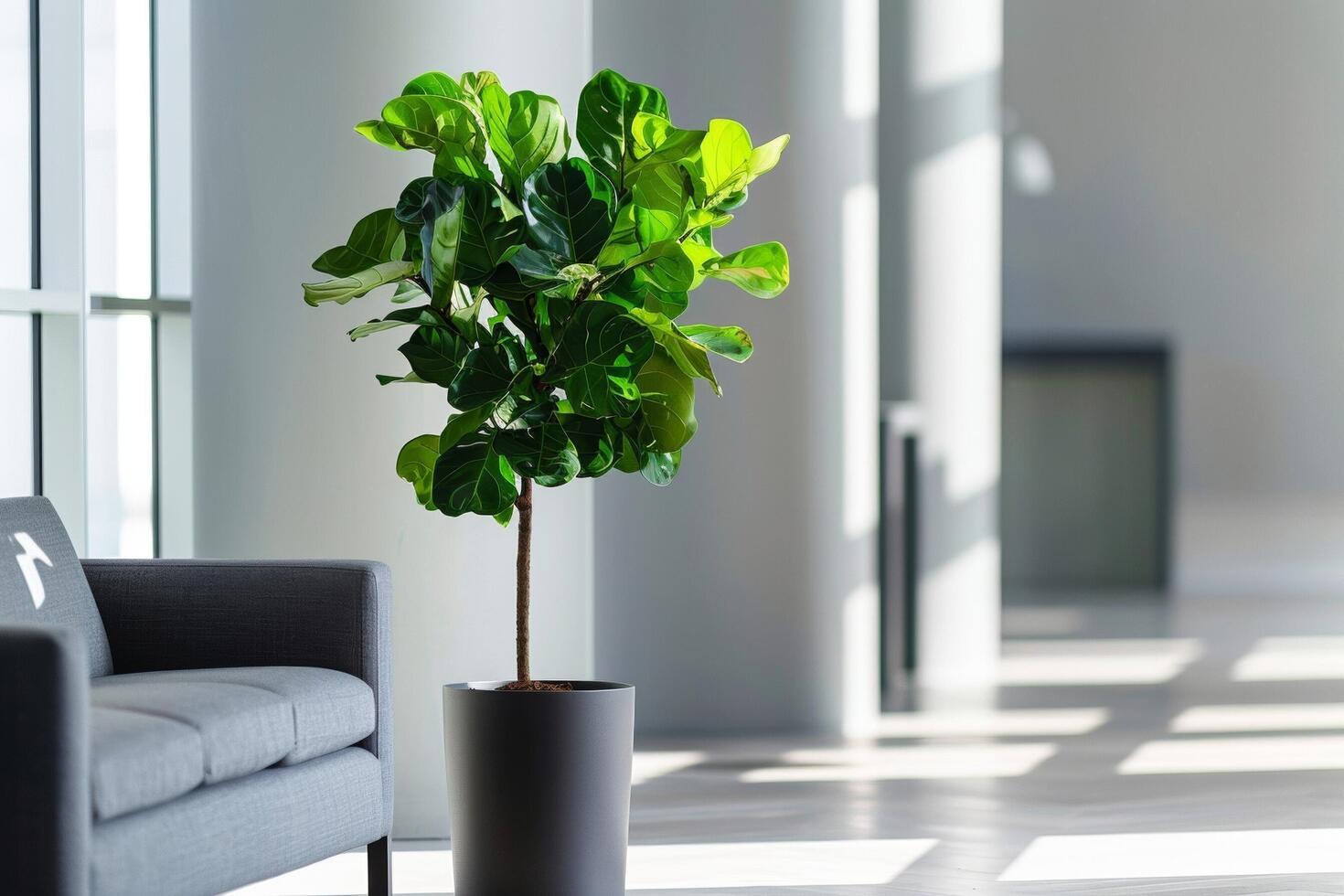 Fiddle leaf fig tree in a modern plant pot photo