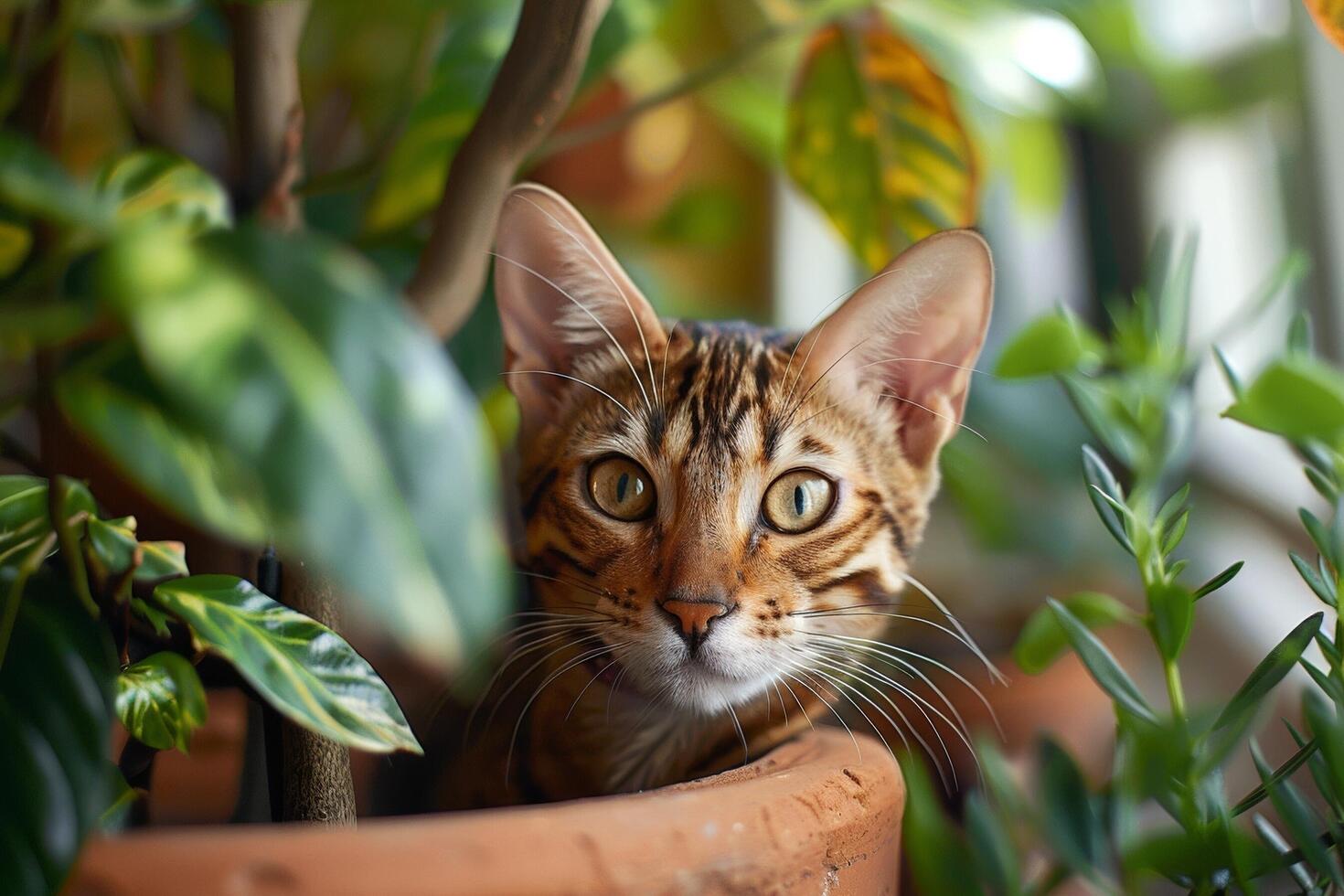 A curious Bengal cat peering out from behind a potted plant, its distinctive coat pattern catching the eye photo